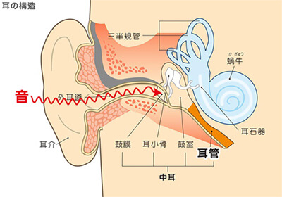 耳の構造